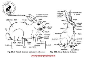 خصوصيات آناتوميكي خرگوش